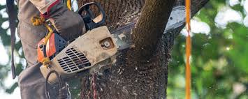 How Our Tree Care Process Works  in  Live Oak, FL