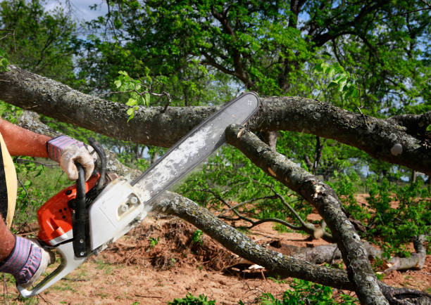 Trusted Live Oak, FL Tree Services Experts